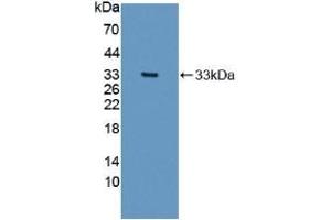 Detection of Recombinant COL1a2, Human using Polyclonal Antibody to Collagen Type I Alpha 2 (COL1a2) (COL1A2 Antikörper  (AA 1103-1366))