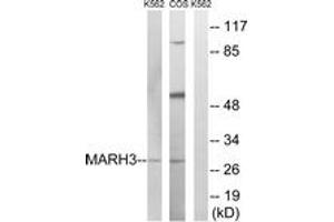 Western blot analysis of extracts from K562/COS7 cells, using MARCH3 Antibody. (MARCH3 Antikörper  (AA 111-160))