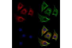 ABIN7094293 and ABIN7098340 staining HepG2 cells by IF/ICC. (HTRA1 Antikörper  (Internal Region))