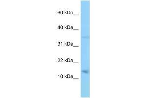 WB Suggested Anti-PMP22 Antibody Titration: 1. (PMP22 Antikörper  (N-Term))