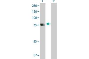 Western Blot analysis of TDP1 expression in transfected 293T cell line by TDP1 MaxPab polyclonal antibody. (TDP1 Antikörper  (AA 1-608))