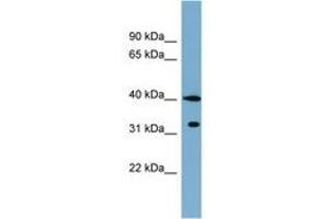 Image no. 1 for anti-Potassium Channel Tetramerisation Domain Containing 9 (KCTD9) (C-Term) antibody (ABIN6742050) (KCTD9 Antikörper  (C-Term))