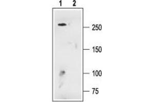 Western blot analysis of rat brain membranes:1.