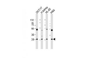 Western Blot at 1:2000 dilution Lane 1: 293T/17 whole cell lysate Lane 2: human kidney lysate Lane 3: HL-60 whole cell lysate Lane 4: K562 whole cell lysate Lysates/proteins at 20 ug per lane.