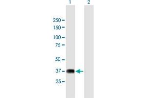 Western Blot analysis of NRBF2 expression in transfected 293T cell line by NRBF2 MaxPab polyclonal antibody. (NRBF2 Antikörper  (AA 1-287))