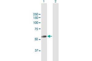 Western Blot analysis of TRIT1 expression in transfected 293T cell line by TRIT1 MaxPab polyclonal antibody.