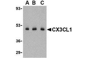 Western blot analysis of CX3CL1 in C2C12 cell lysate with CX3CL1 antibody at (A) 0. (CX3CL1 Antikörper  (N-Term))