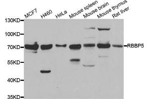Western blot analysis of extracts of various cell lines, using RBBP5 antibody (ABIN5974189) at 1/1000 dilution. (RBBP5 Antikörper)