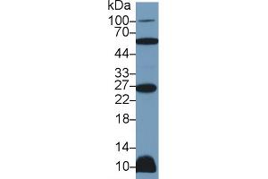 Western Blot; Sample: Rat Heart lysate; Primary Ab: 2µg/ml Rabbit Anti-Human TNFSF12 Antibody Second Ab: 0. (TWEAK Antikörper  (AA 65-247))