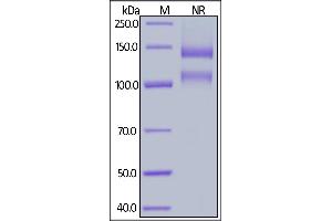 Biotinylated Human ITGAV&ITGB1 Heterodimer Protein, His,Avitag&Tag Free on  under ing (NR) condition.
