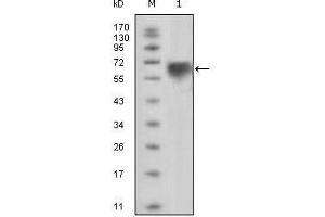 Western Blot showing TYRO3 antibody used against extracellular domain of human TYRO3 (aa41-429). (TYRO3 Antikörper)