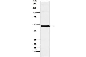 Western blot analysis of Interferon regulatory factor 9 expression in Jurkat cell lysate.