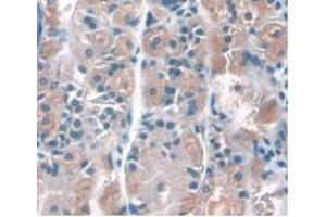 DAB staining on IHC-P; Samples: Human Stomach Tissue. (CD34 Antikörper  (AA 32-290))