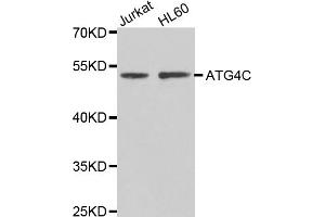 Western blot analysis of extracts of various cell lines, using ATG4C antibody (ABIN4902967) at 1:1000 dilution. (ATG4C Antikörper)
