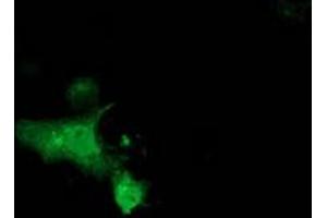 Anti-MGRN1 mouse monoclonal antibody (ABIN2454427) immunofluorescent staining of COS7 cells transiently transfected by pCMV6-ENTRY MGRN1 (RC208284). (Mahogunin RING Finger Protein 1 Antikörper)
