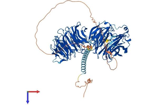 EML1 Protein (AA 1-814) (His tag)