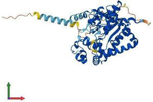 AlphaFold protein structure predicition of Mouse Recombinant Gal3st1 Protein, UniprotID Q9JHE4 (GAL3ST1 Protein (AA 1-423) (His tag))