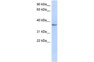 Western Blotting (WB) image for anti-Olfactory Receptor, Family 10, Subfamily X, Member 1 (OR10X1) antibody (ABIN2460061) (OR10X1 Antikörper)
