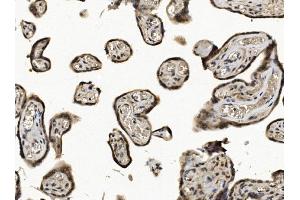 IHC analysis of EIF1 using anti-EIF1 antibody (ABIN7600461). (EIF1 Antikörper  (AA 2-10))