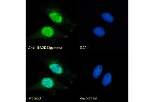 (ABIN334406) Immunofluorescence analysis of paraformaldehyde fixed HeLa cells, permeabilized with 0. (GADD45G Antikörper  (Internal Region))