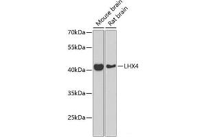 Western blot analysis of extracts of various cell lines using LHX4 Polyclonal Antibody at dilution of 1:1000. (LHX4 Antikörper)