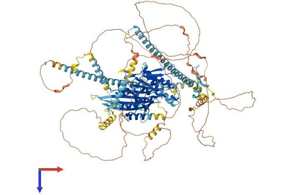 KIF17 Protein (AA 1-1038) (His tag)