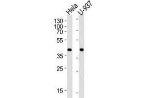 Western blot analysis of lysate from HeLa, U-937 cell line (left to right) using PGK1 antibody; Ab was diluted at 1:1000 for each lane. (PGK1 Antikörper  (AA 117-145))