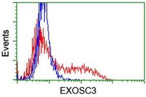 Flow Cytometry (FACS) image for anti-Exosome Component 3 (EXOSC3) antibody (ABIN1498138) (EXOSC3 Antikörper)
