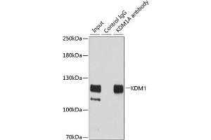 Immunoprecipitation analysis of 200 μg extracts of HeLa cells using 3 μg KDM1 antibody (ABIN3021574, ABIN3021575, ABIN3021576, ABIN1513123 and ABIN1514268). (LSD1 Antikörper  (AA 130-380))