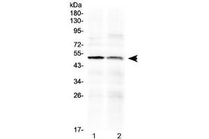 Western blot testing of human 1) PANC1 and 2) HepG2 cell lysate with HtrA3 antibody at 0. (HTRA3 Antikörper  (AA 330-362))