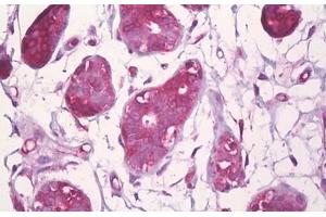 Anti-CBFB antibody IHC staining of human breast, epithelium. (CBFB Antikörper  (AA 11-60))