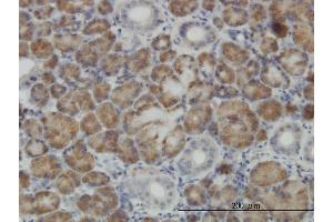 Immunostaining (ISt) image for anti-Cappuccino Homolog (CNO) (AA 108-217) antibody (ABIN565859)