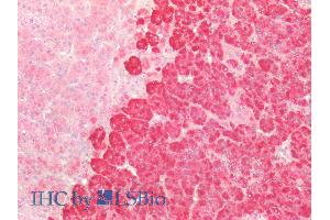 ABIN2630016 (5µg/ml) staining of paraffin embedded Human Adrenal Gland. (CTNNB1 Antikörper  (AA 108-121))