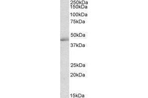 AP21273PU-N TIAL1 antibody staining of K562 lysate at 2 µg/ml (35 µg protein RIPA buffer). (TIAL1 Antikörper  (Internal Region))