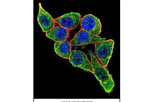Confocal immunofluorescent analysis of X6 Antibody (ABIN656844 and ABIN2846051) with Hela cell followed by Alexa Fluor 488-conjugated goat anti-rabbit lgG (green). (PAX6 Antikörper)