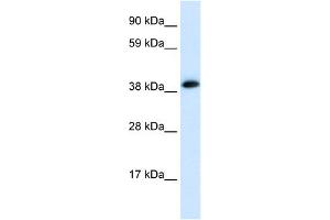 WB Suggested Anti-CHRNA1 Antibody Titration:  0. (CHRNA1 Antikörper  (C-Term))