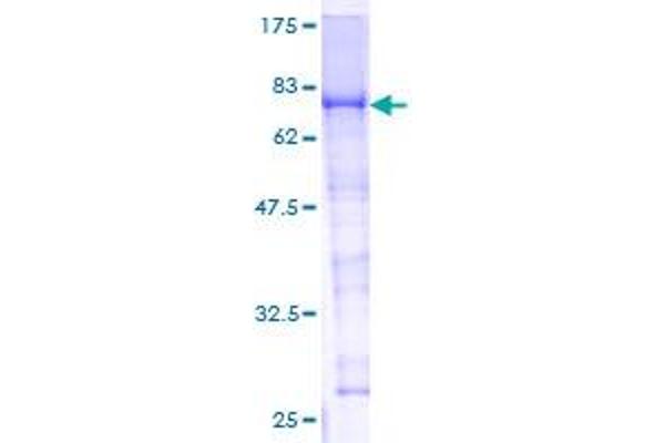 Coagulation Factor X Protein (F10) (AA 32-488) (GST tag)
