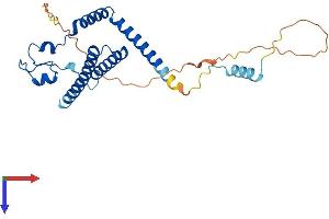 MED8 Protein (AA 1-268) (His tag)