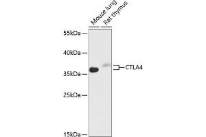 Western blot analysis of extracts of various cell lines, using CD152/CTLA-4 antibody (ABIN6130051, ABIN6139198, ABIN6139200 and ABIN6218154) at 1:1000 dilution. (CTLA4 Antikörper  (AA 49-223))