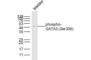Mouse bladder lysates probed with antibody name Polyclonal Antibody, unconjugated  at 1:300 overnight at 4°C followed by a conjugated secondary antibody at 1:10000 for 60 minutes at 37°C. (GATA3 Antikörper  (pSer308))