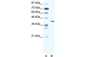 Western Blotting (WB) image for anti-Zinc Finger Protein 621 (ZNF621) antibody (ABIN2460507) (ZNF621 Antikörper)