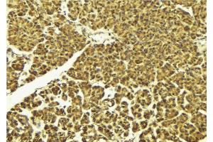 ABIN6268834 at 1/100 staining Mouse pancreas tissue by IHC-P. (DUSP1 Antikörper  (C-Term))