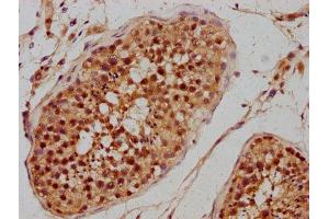 IHC image of ABIN7163060 diluted at 1:300 and staining in paraffin-embedded human testis tissue performed on a Leica BondTM system. (PHF7 Antikörper  (AA 277-368))