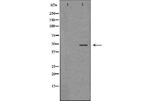 Western blot analysis of extracts of HepG2 , using PSMC5 antibody. (PSMC5 Antikörper  (Internal Region))