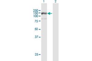 Western Blot analysis of ANKFY1 expression in transfected 293T cell line by ANKFY1 MaxPab polyclonal antibody. (ANKFY1 Antikörper  (AA 1-1170))