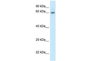 Western Blot showing FAM161A antibody used at a concentration of 1. (FAM161A Antikörper  (Middle Region))