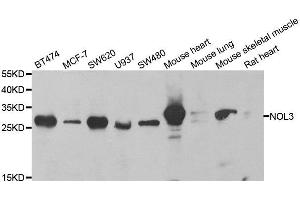 Western blot analysis of extracts of various cell lines, using NOL3 antibody. (NOL3 Antikörper  (AA 1-208))