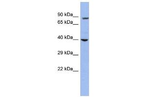 WB Suggested Anti-WDR45L  Antibody Titration: 0. (WD Repeat Domain 45B (WDR45B) (Middle Region) Antikörper)