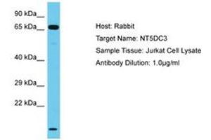 Image no. 1 for anti-5'-Nucleotidase Domain Containing 3 (NT5DC3) (AA 437-486) antibody (ABIN6750612) (NT5DC3 Antikörper  (AA 437-486))