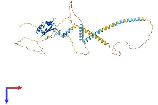 UPF3A Protein (AA 1-476) (His tag)